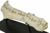 Impressive Fossil Dyrosaurus Rostrum - Morocco #227168-4